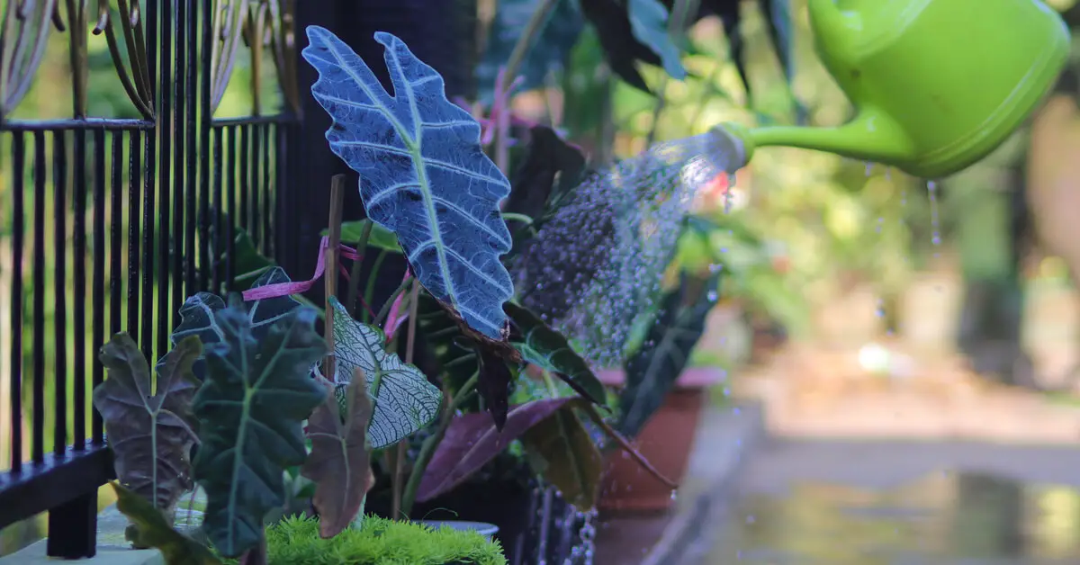 Alocasia Amazonica Polly being watered outside