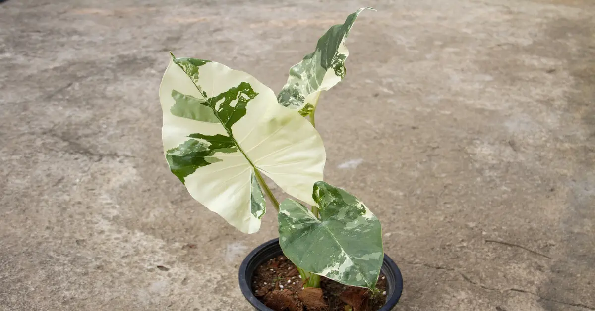 Young Alocasia Macrorrhiza Variegata in pot 