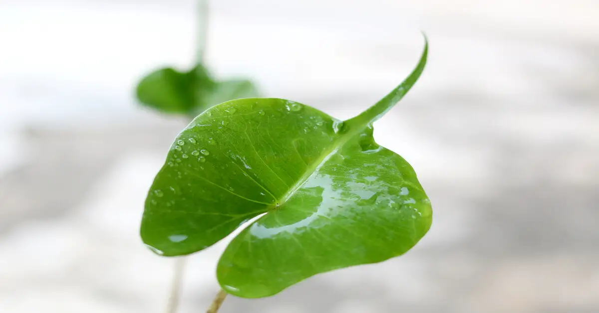 Close up of Alocasia Macrorrhizza Stingray leaf
