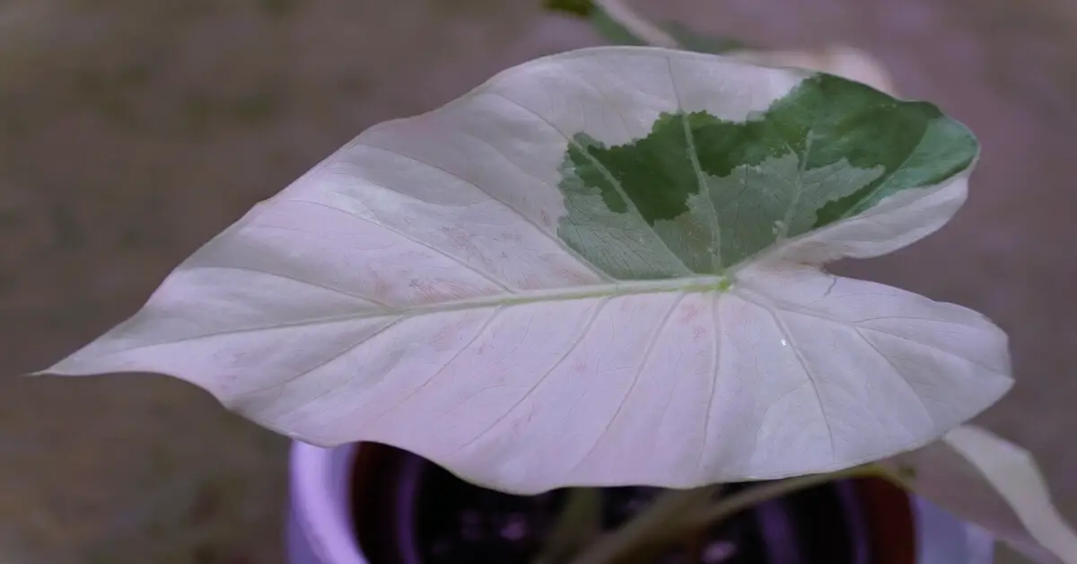 Close up of a Alocasia Odora Variegated leaf