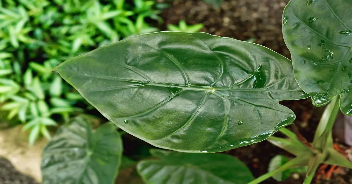 Close up of alocasia wentii leaf