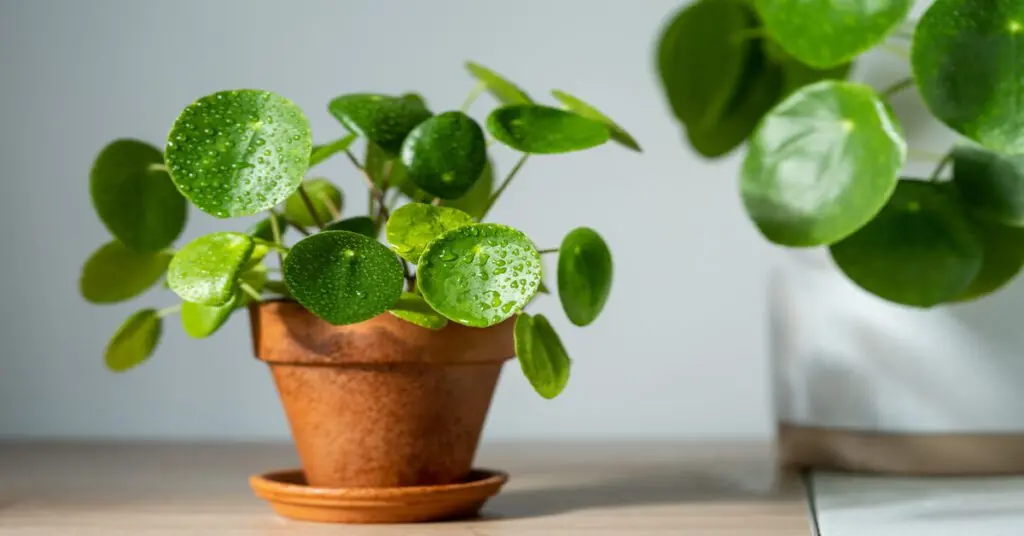 Chinese money plant in small clay pot