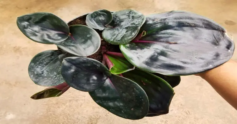Geogenanthus Ciliatus (Geo Plant) - GIY Plants