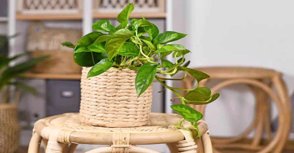 Global Green Pothos in pot sitting on plant stand