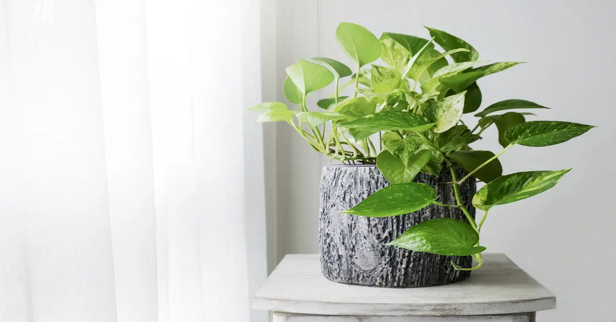  Golden pothos in log pot on the table next to window