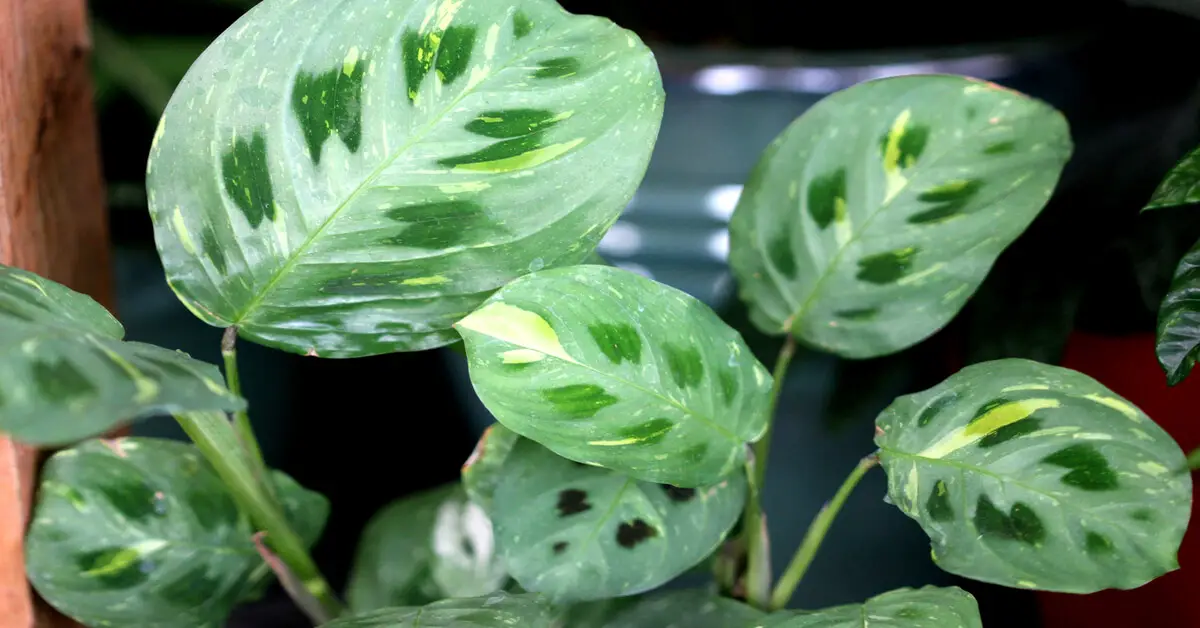 Close up of a Green Maranta Prayer Plant leaves