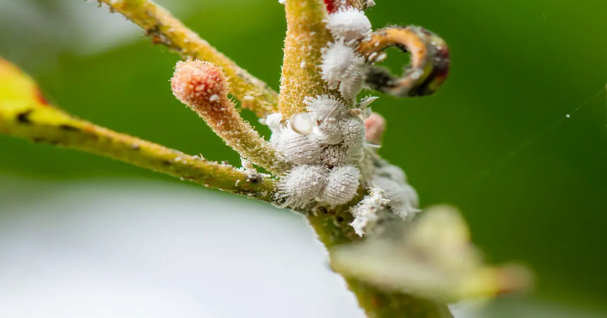 Cluster of Mealybugs on plant