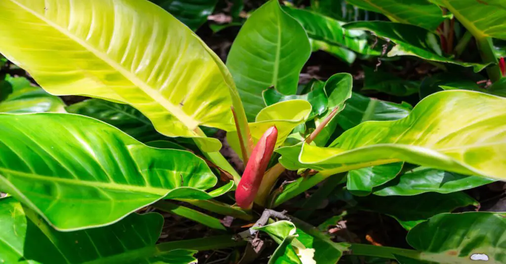 Close up of a Moonlight Philodendron growing outside