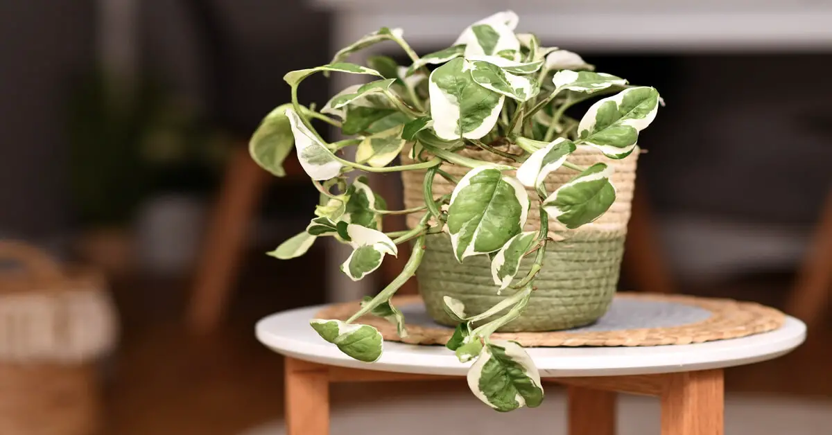 N'Joy Pothos in pot on plant stand