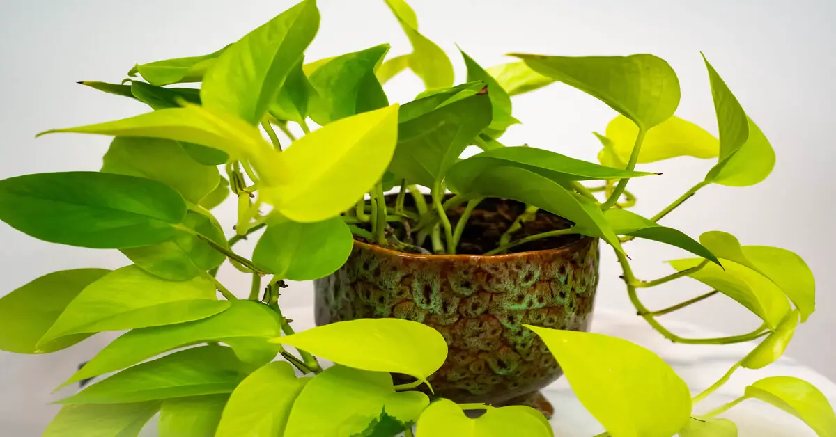  Neon Pothos in pot with white background