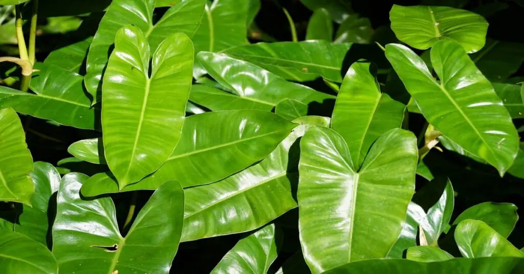 Group of Philodendron Burle Marx growing outside