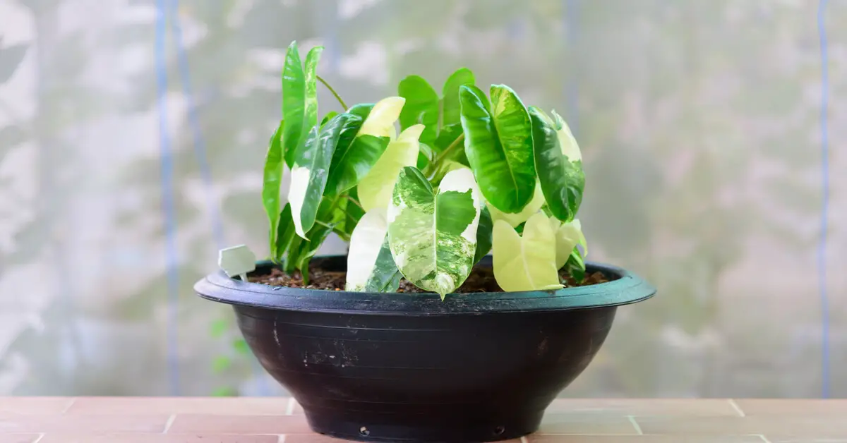 Philodendron Burle Marx Variegated in black pot