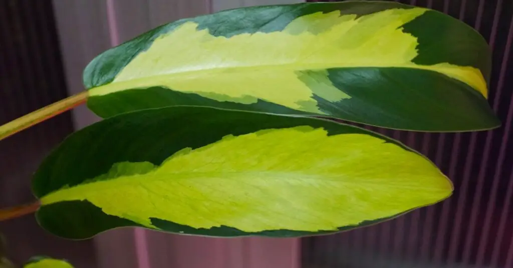 Close up of philodendron thai sunrise leaves