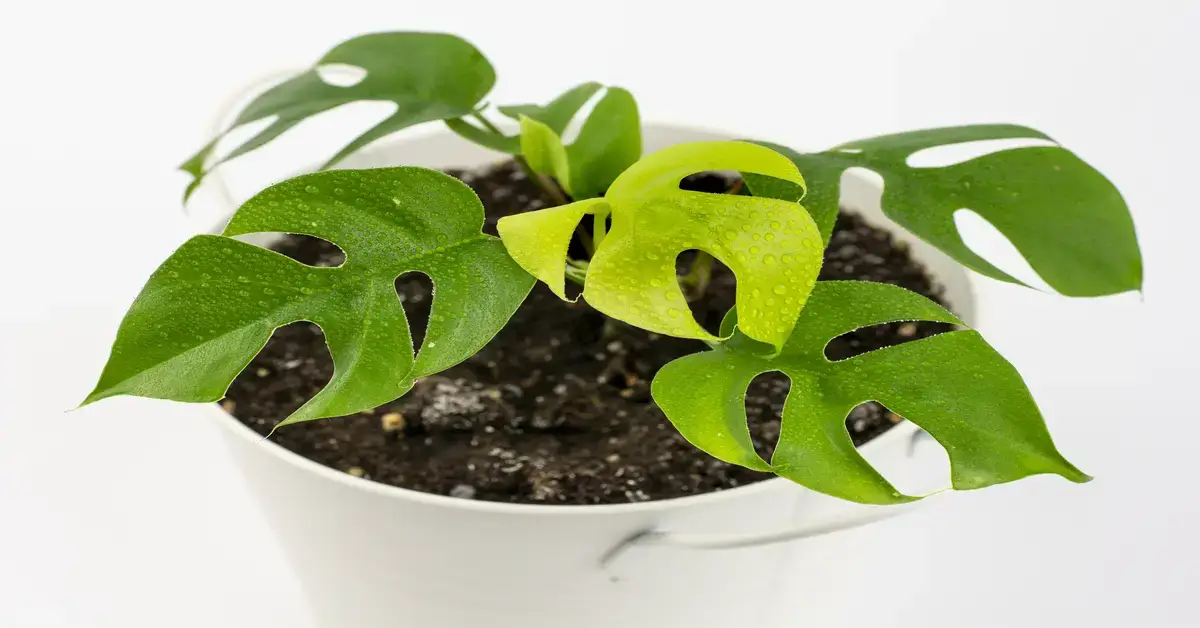 Rhaphidophora Tetrasperma in white pot with white background.