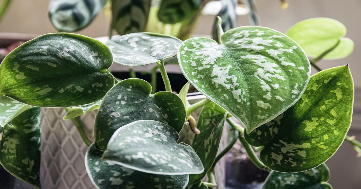 Close up of Satin Pothos leaves in pot