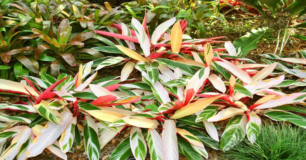 Group of Stromanthe Triostar growing in outdoor landscape