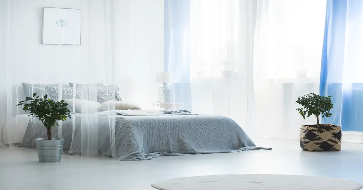 What is Indirect Light for Houseplants? GIY Plants