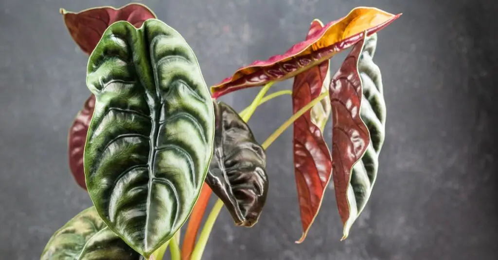 Alocasia cuprea in brown pot