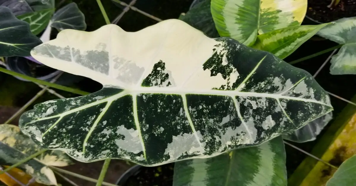 close up of alocasia frydek variegated leaf
