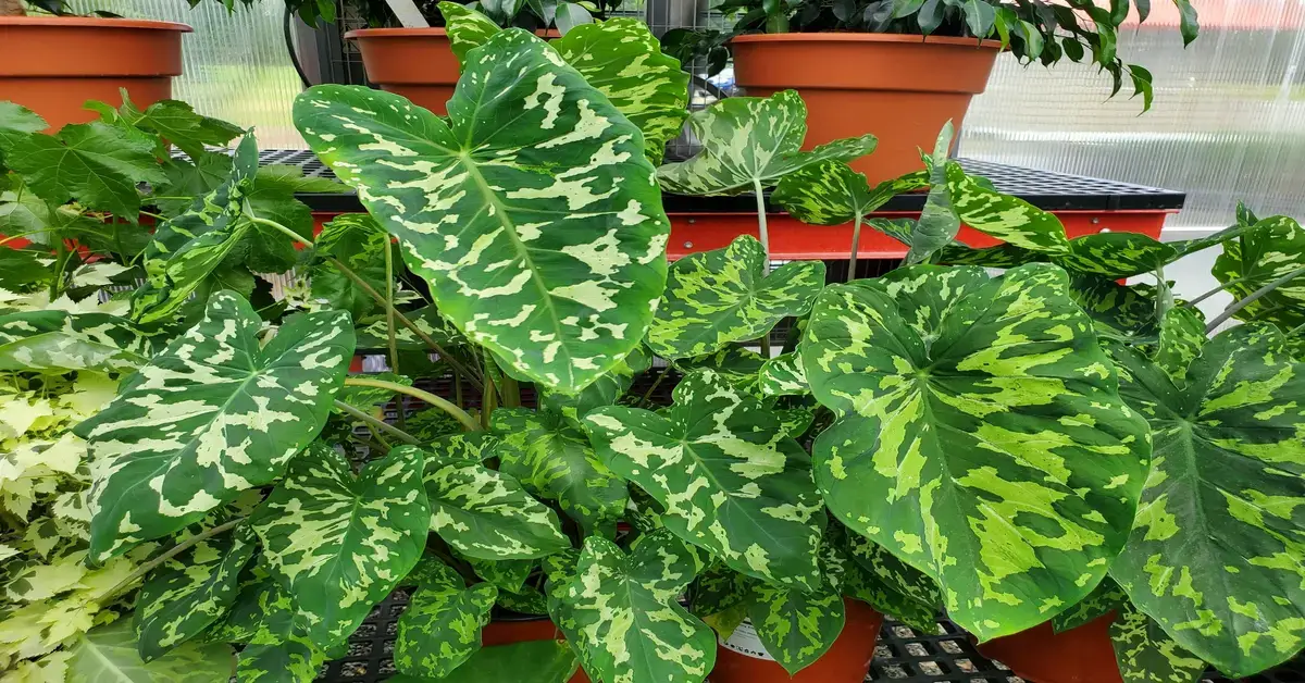 Alocasia hilo beauty growing next to wooden deck.