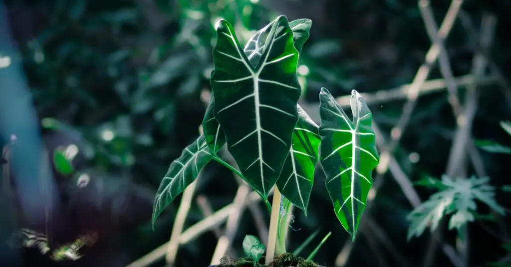 Alocasia frydex also called green velvet