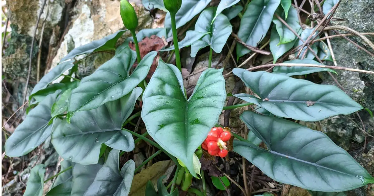 Alocasia Reversa growing in the ground outside