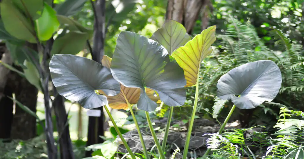 alocasia variety growing outside