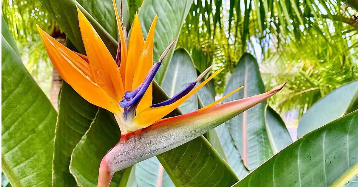 Bird of paradise flower