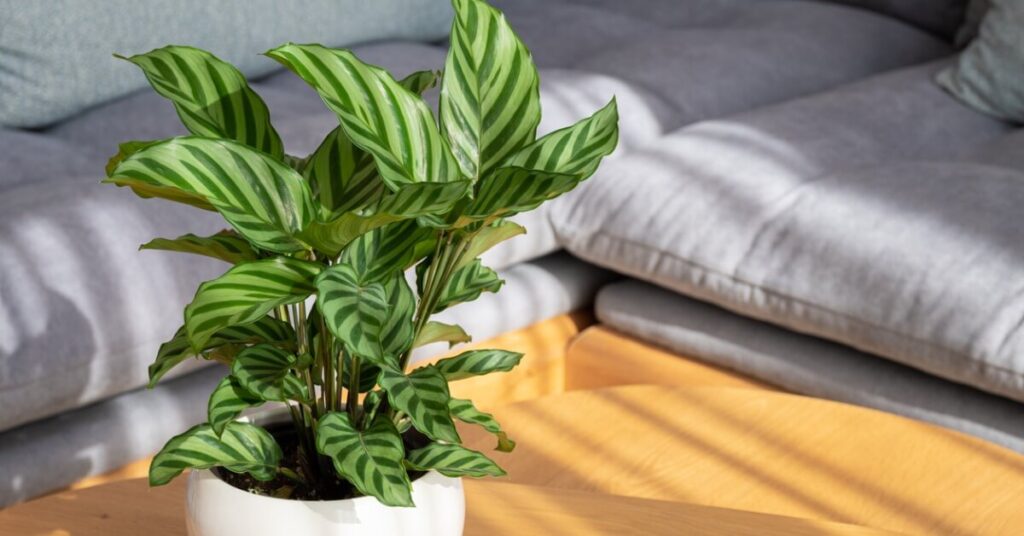 Calathea Freddie in small white pot in living room