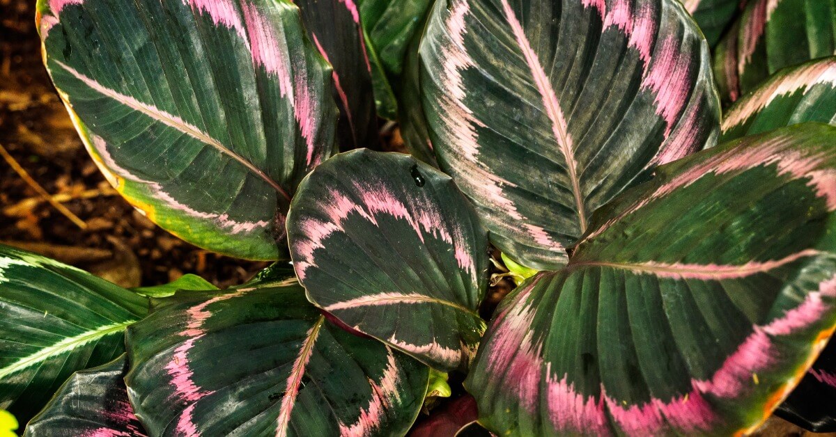 Houseplants with Purple Leaves GIY Plants