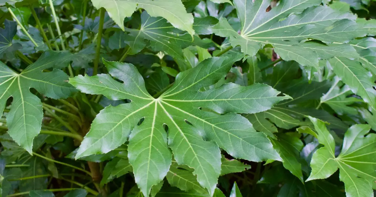 Close up of paper plant leaves