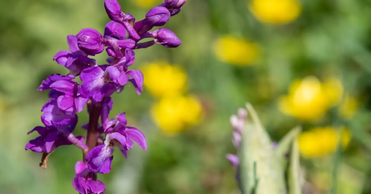 Flowering purple orchid