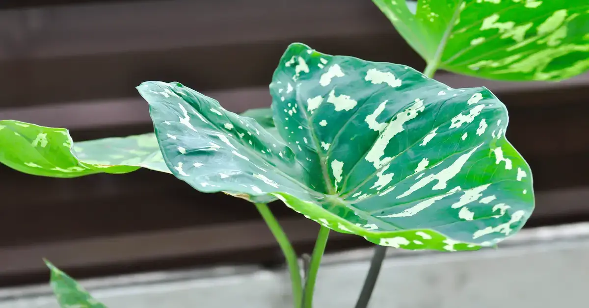 Close up view of an alocasia hilo beauty leaf.
