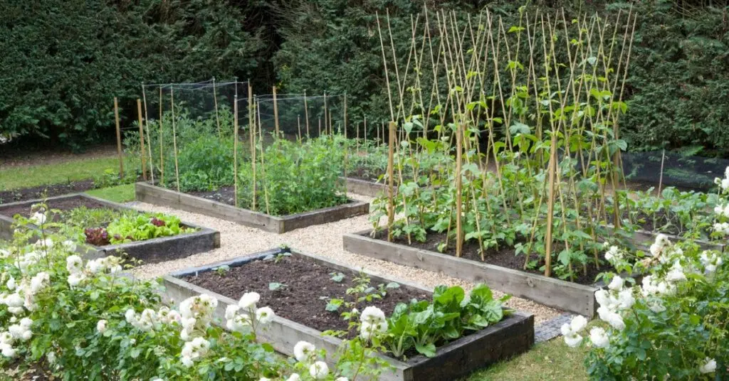 Beginner raised bed garden of vegestable