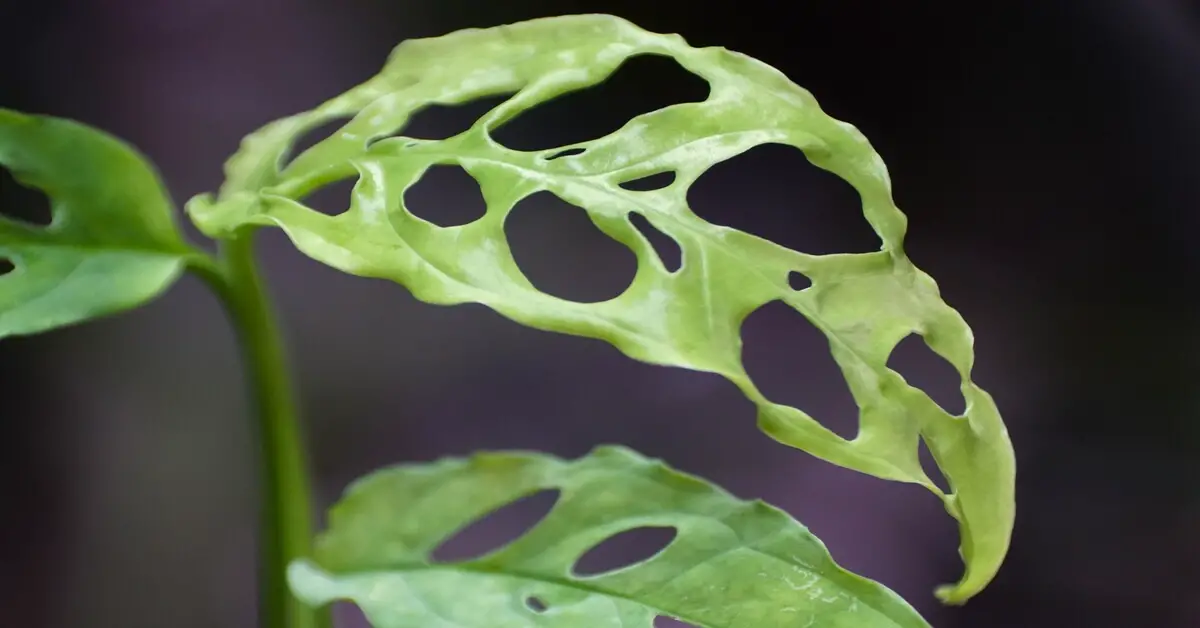 Monstera obliqua peru care guide giy plants
