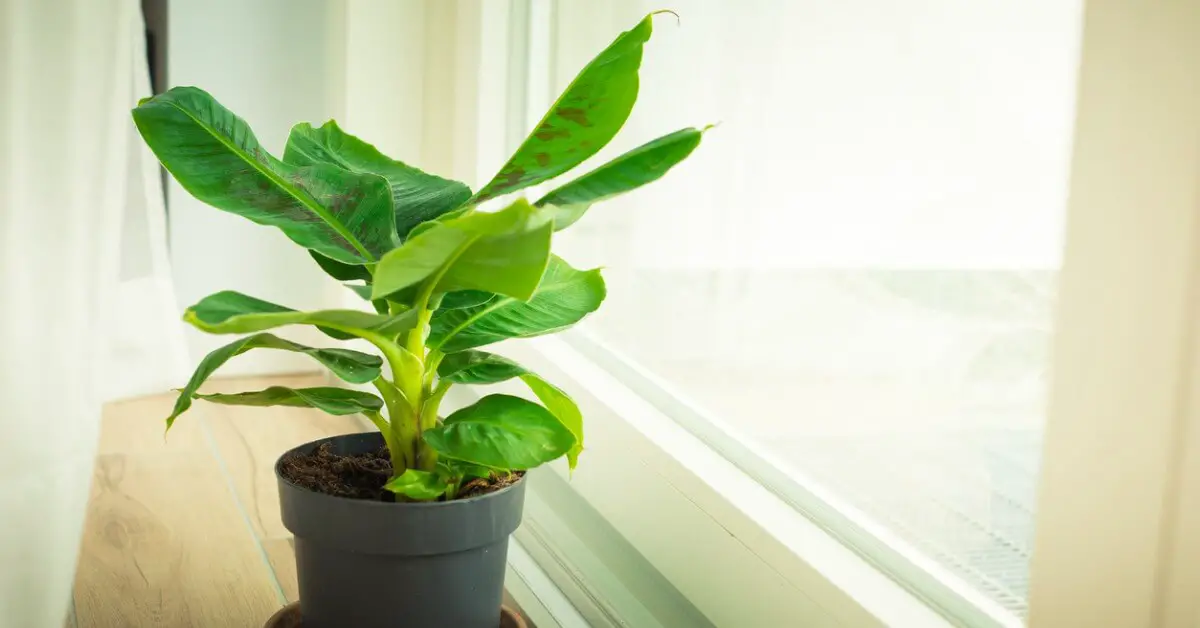 Small banana tree in pot sitting next to window