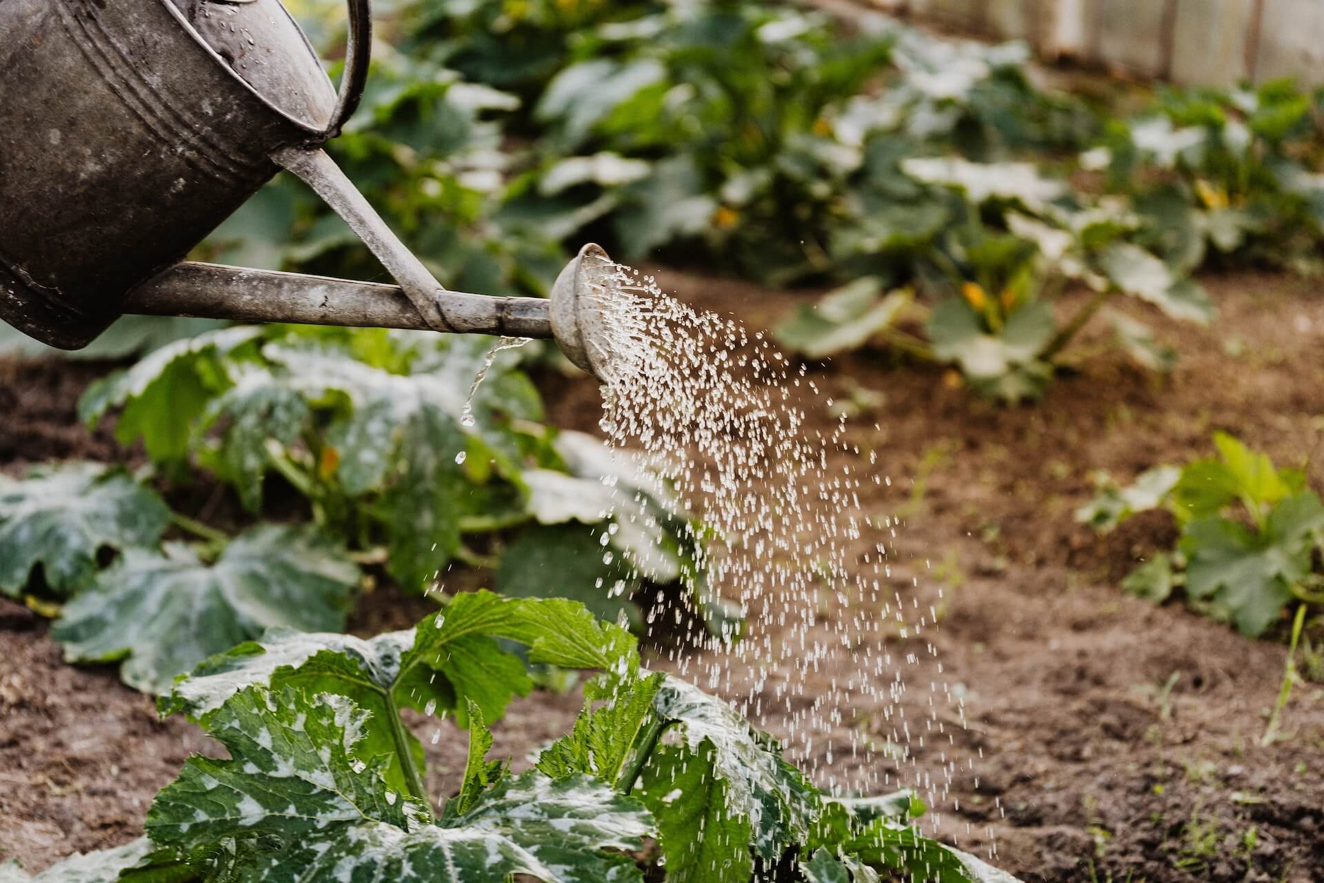 watering garden with metal watering can