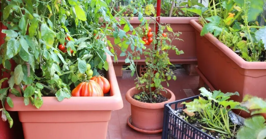 Garden crops growing in containers