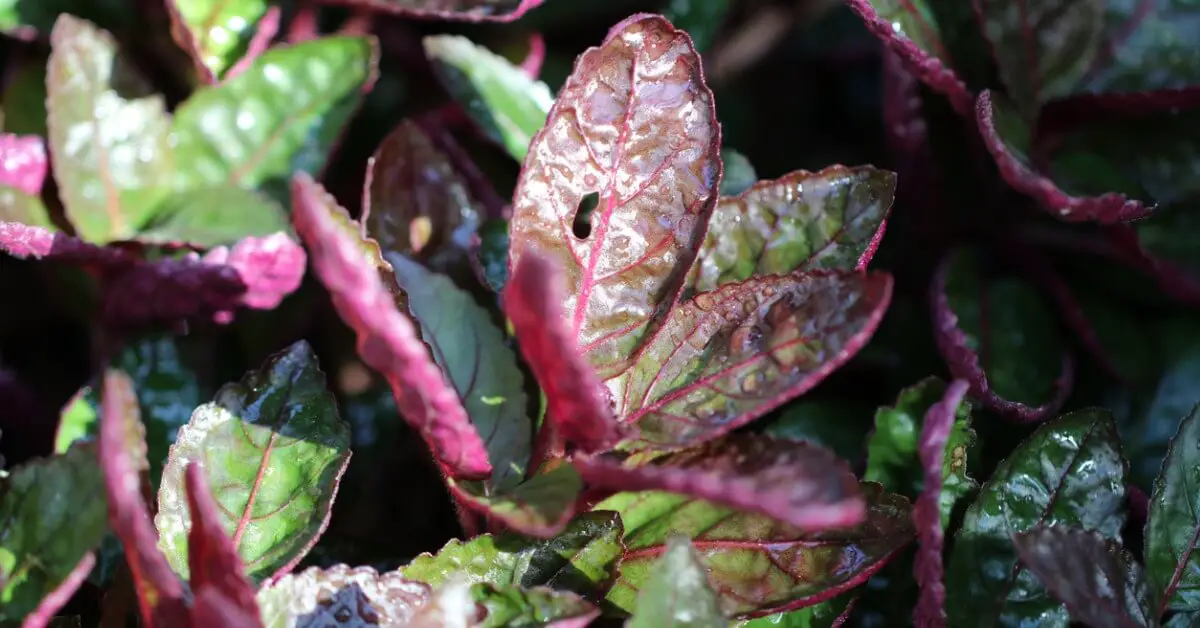 Close up of waffle plant leaves