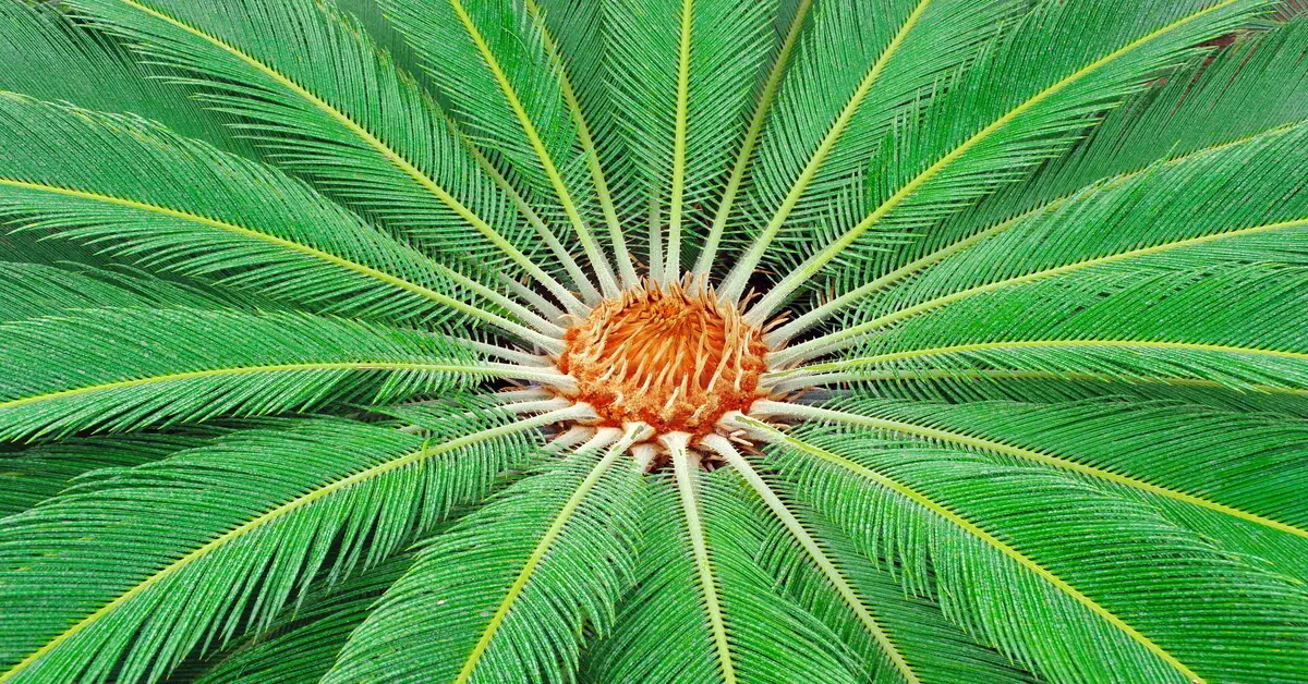 Close up of center of a sago palm