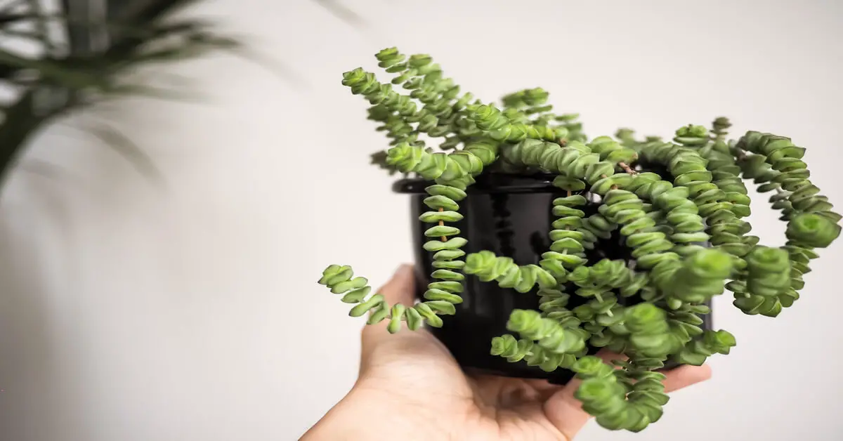 String of necklace in clay colored pot