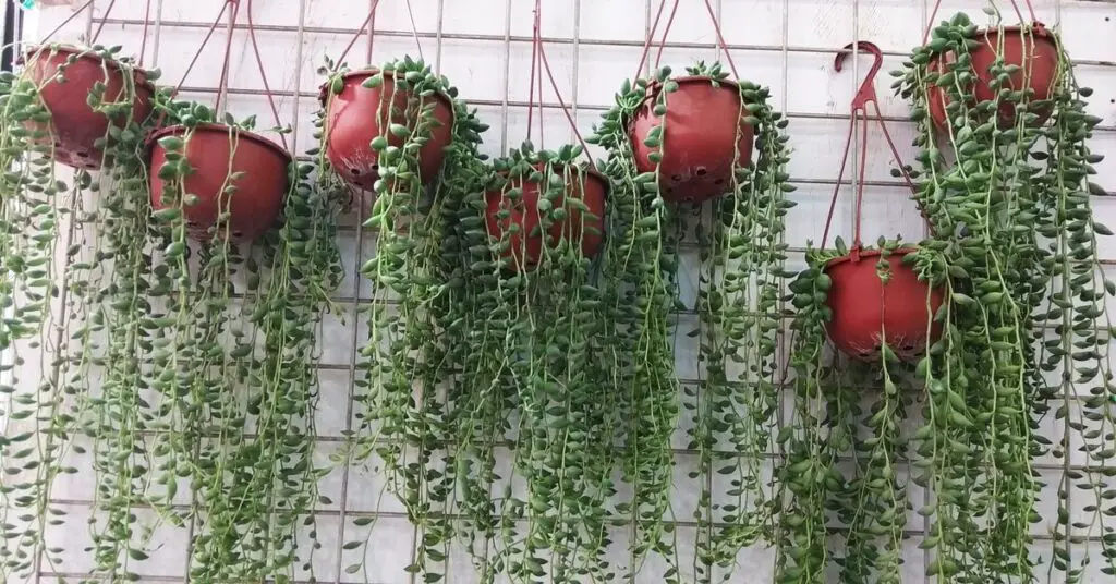 Multiple hanging baskets of string of plants