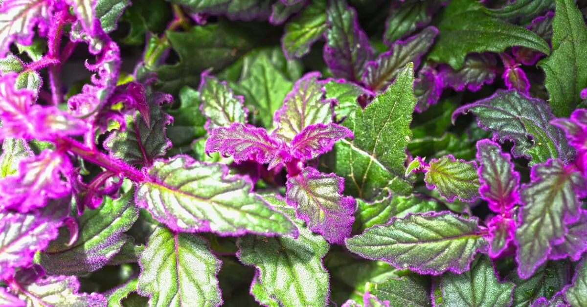 Purple and green leaves on purple passion plant