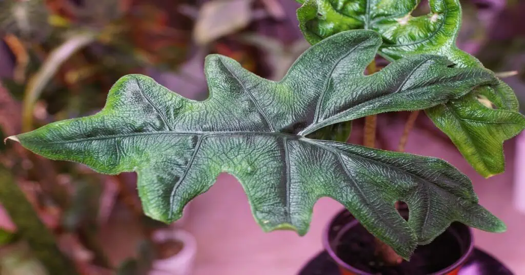 Close up of an Alocasia Jacklyn leaf