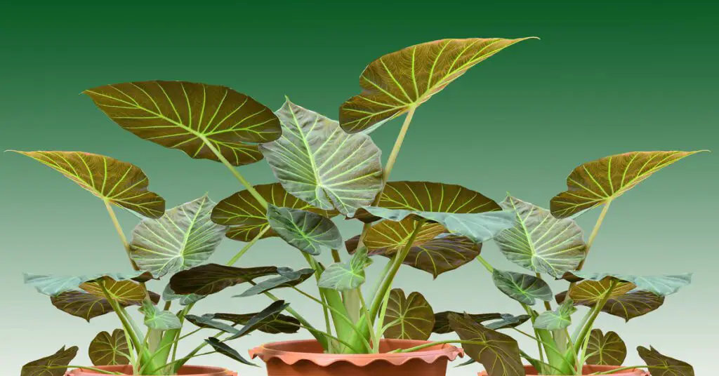 Three potted Alocasia Regal Shield plants