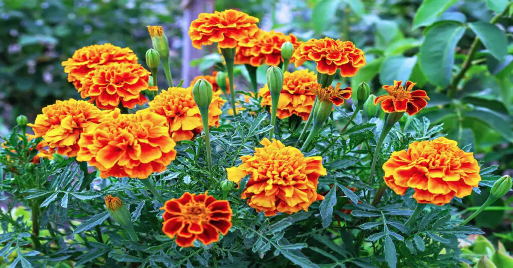 Marigold flower Annual vs. Perennial vs. Biennial comparison