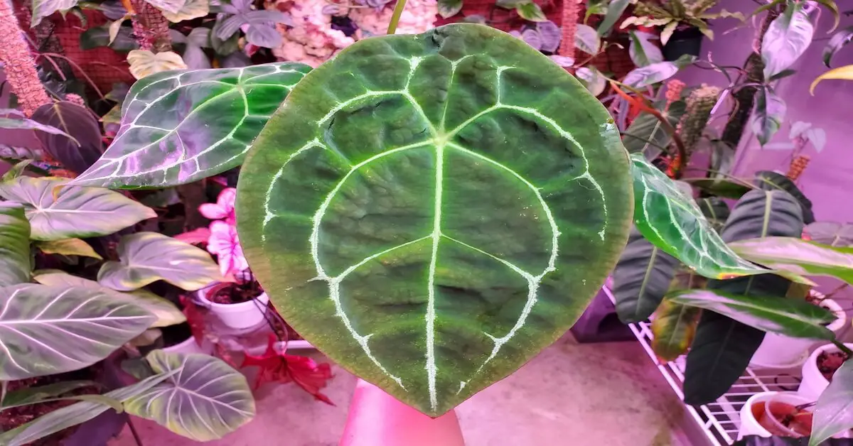 Anthurium forgetii leaf