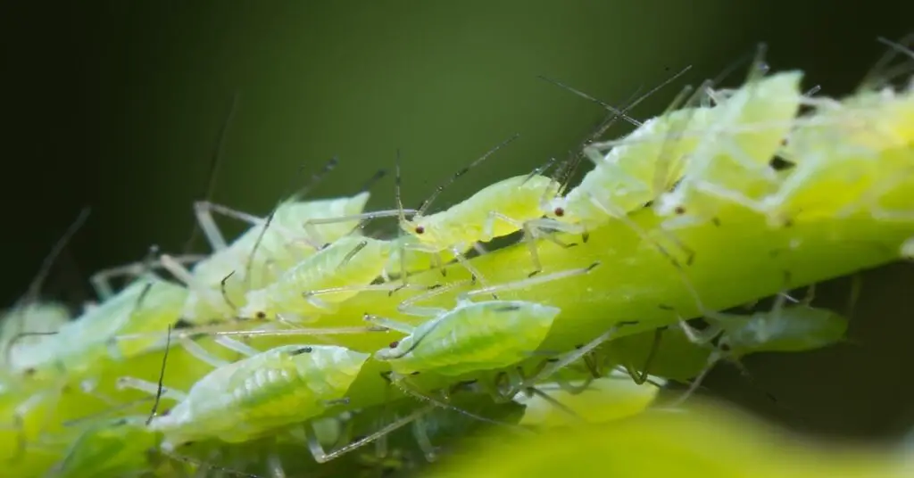 Bunch of aphids on a plant
