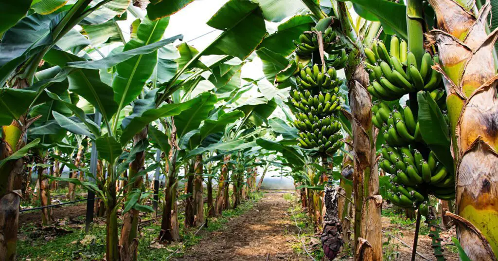 Patch of banana trees growing in field