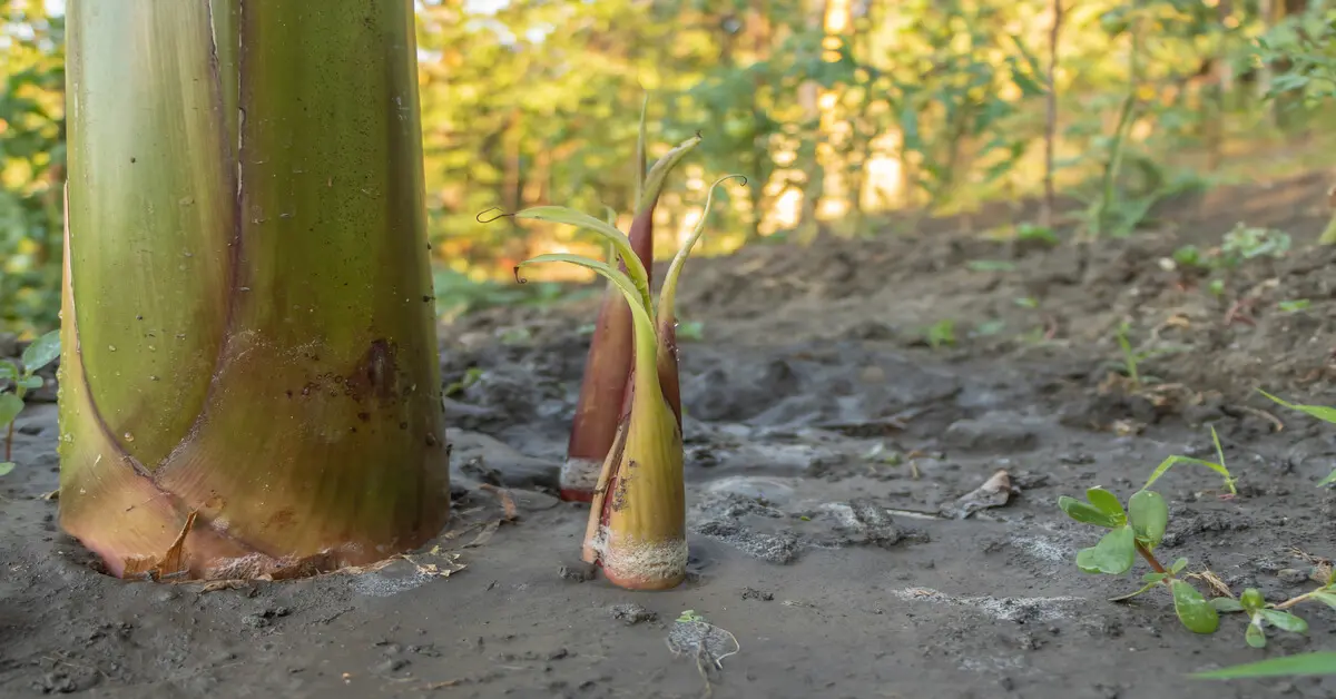 Two banana suckers growing next to the mother plant